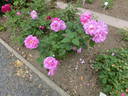Madame Elisa Chabrier rose photo