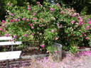 Belle Herminie rose photo