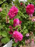 Belle Herminie rose photo