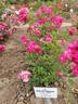 Gloire des Charpennes rose photo