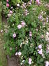 Petite Lisette rose photo