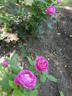 A. Drawiel rose photo