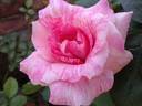 Supriya rose photo