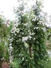 Bennett's Seedling rose photo