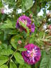 Rudelsburg rose photo