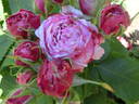 Schön Ingeborg rose photo