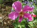 Pink Mystery rose photo