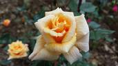 Frine rose photo