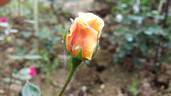 Frine rose photo