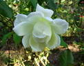 Sleigh Bells rose photo