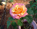 Straight Arrow ™ rose photo