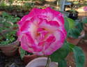 Straight Arrow ™ rose photo