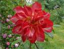 Polka-Babotska rose photo