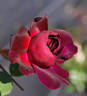 Stille Nacht rose photo