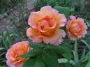 Rejoice rose photo