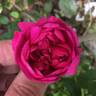 RedBluOP1 rose photo