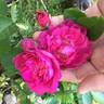 RedBluOP1 rose photo