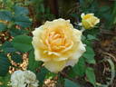 Golden Freelander rose photo