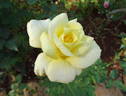 Golden Girl rose photo
