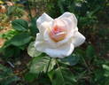 Swan Lake rose photo