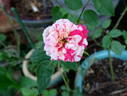 Strawberry Swirl rose photo
