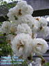 Niagara Falls rose photo