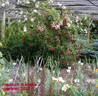 Niagara Falls rose photo