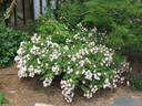 Spring Fever rose photo
