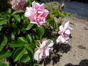 Marga rose photo