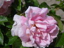 Marga rose photo