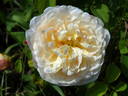 Lemon Blush rose photo