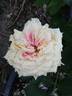 Kaiserin Friedrich rose photo