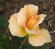Sunbonnet Sue rose photo