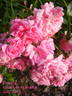 Poëma rose photo