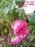 České 'Práci čest' rose photo