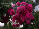 Paul Ploton rose photo