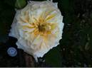 Island in the waves rose photo