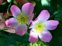 RglaLac rose photo