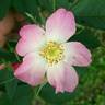 RglaLac rose photo