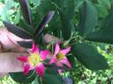 RglaLac rose photo