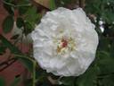 Conestoga rose photo