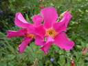 Pink Mystery rose photo