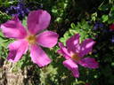Pink Mystery rose photo