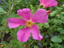 Pink Mystery rose photo