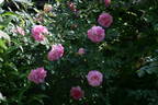 Rountuit ™ rose photo