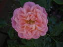 Badminton Girl rose photo