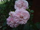 Badminton Girl rose photo