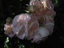 Badminton Girl rose photo
