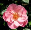 NDR1 Radio Niedersachsen ® rose photo