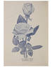 Robert Scott rose photo